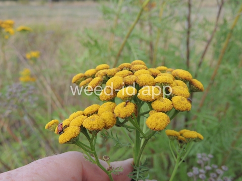 tansy, common